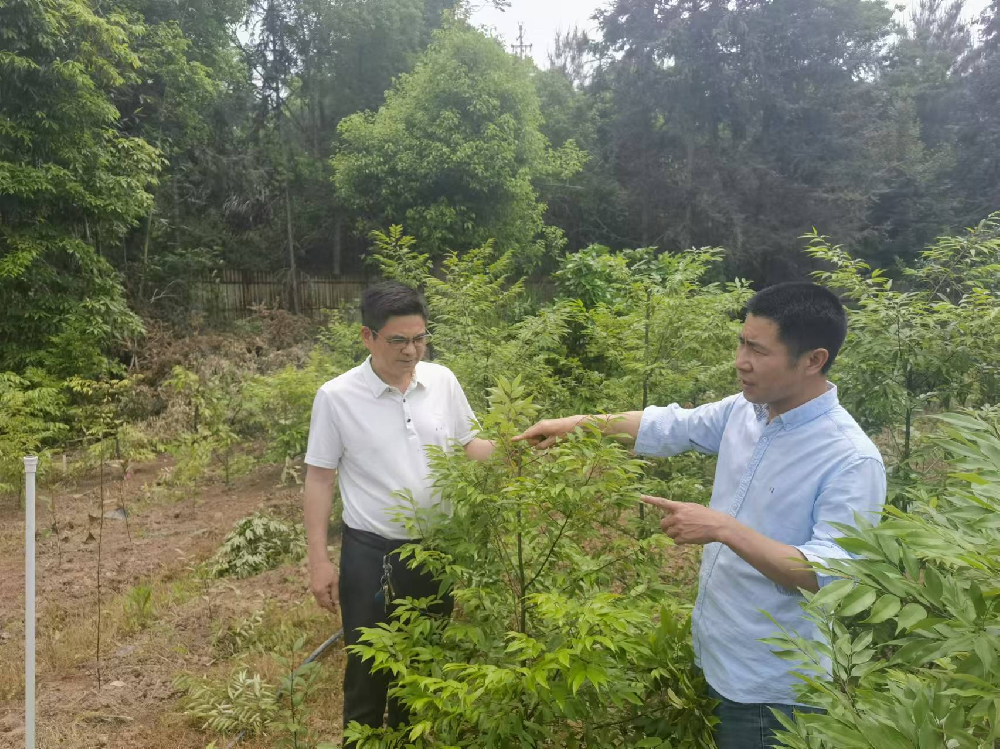 辽宁省“紅錐良種選育與繁育技術研究”攻關項目研讨會在(exist)沈阳华泽三峰木业召開